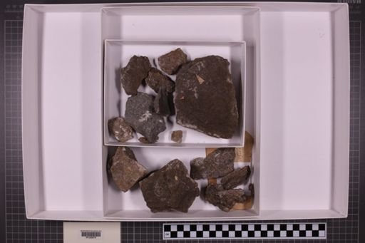 mixed taxa, stratigraphic collection