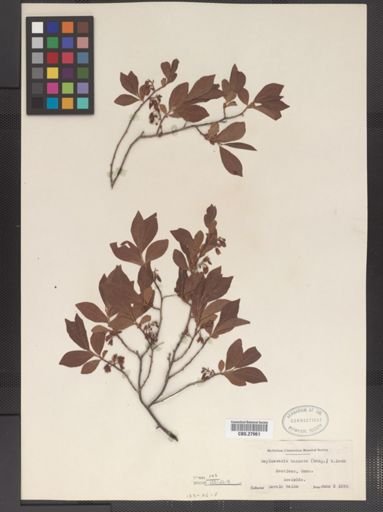 Gaylussacia baccata