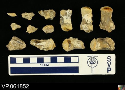 undet. Mosasauridae