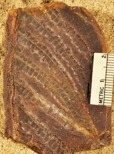 Pecopteris