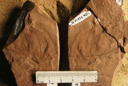 Vitis washingtonensis
