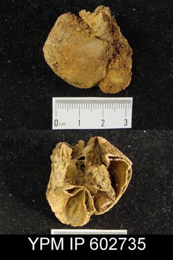 Meristella sp.