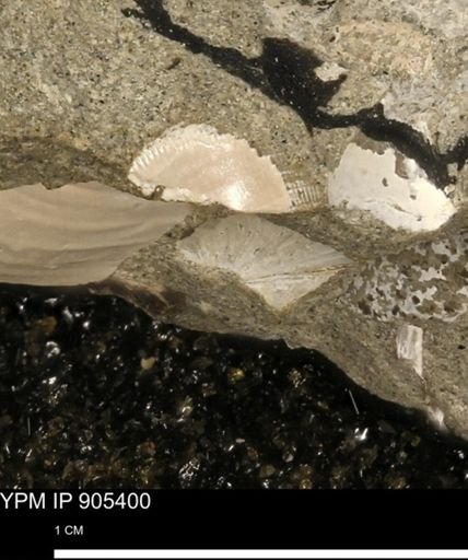 undet. Bivalvia