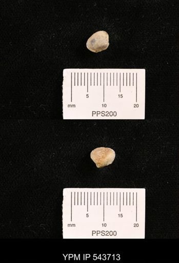 Protocardia sp.