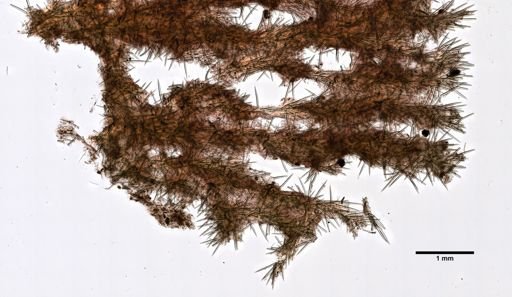Microciona parthena