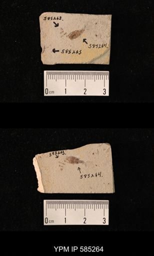 undet. Coleoptera