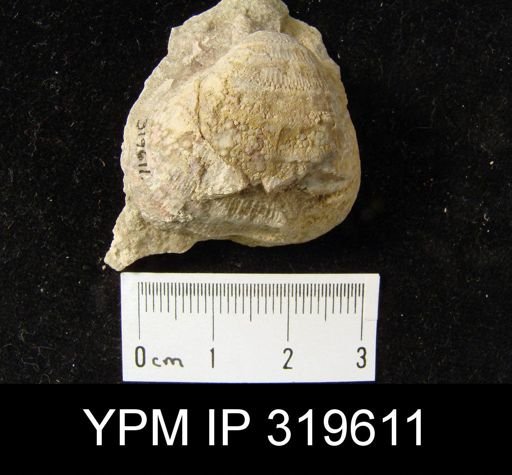 Echinoconchus sp.