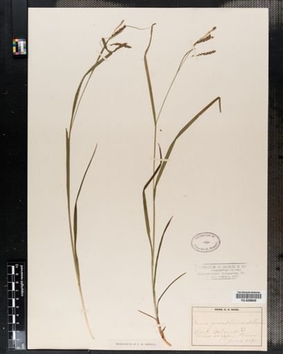 Carex gracillima