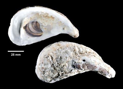 Crassostrea virginica