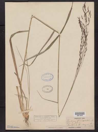 Tridens flavus