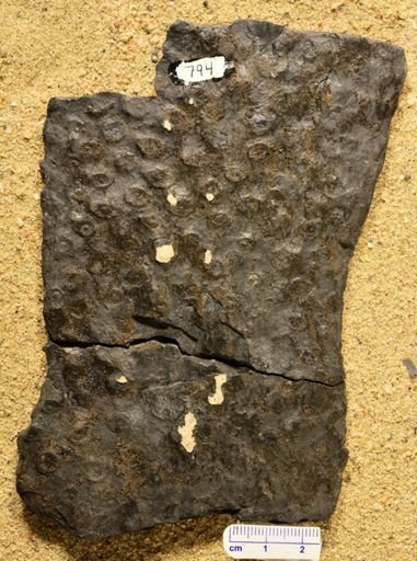 Stigmaria ficoides