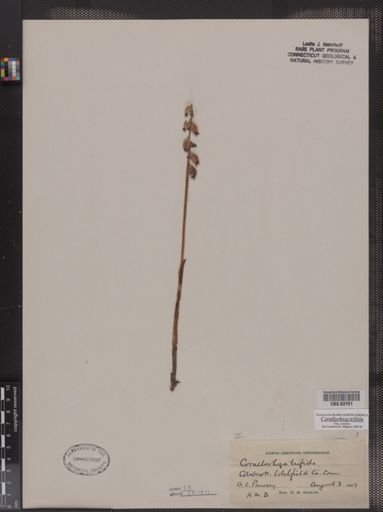Corallorrhiza
