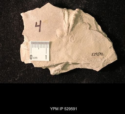 Ichnofossil