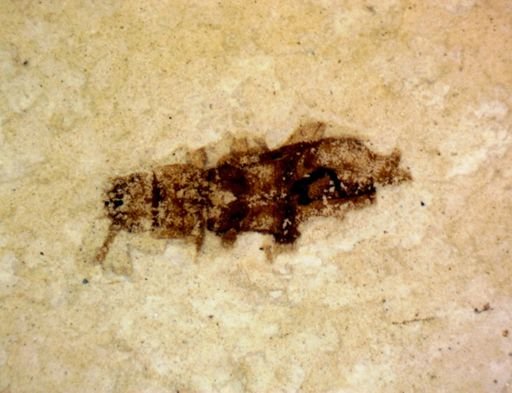 undet. Coleoptera