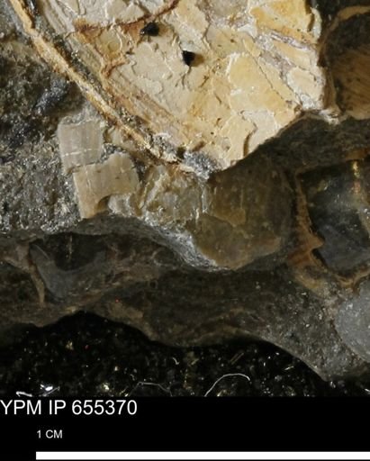 Bivalvia