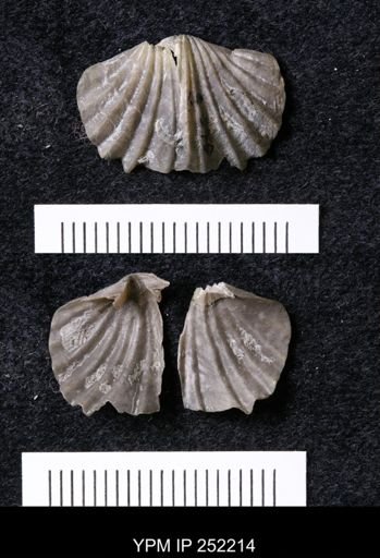 Platystrophia laticosta