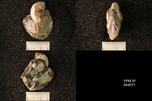 Hoploscaphites nicolletii