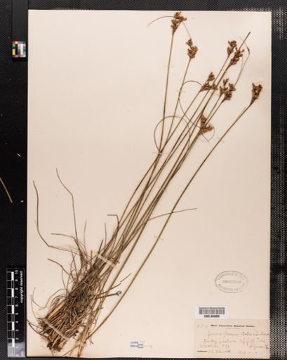 Juncus