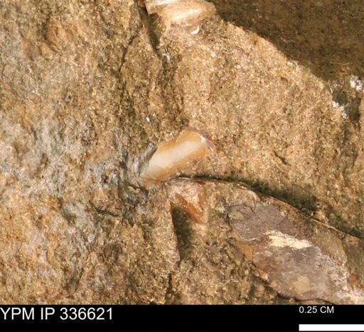undet. Mollusca
