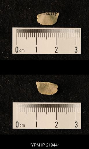 Chonetes granulifer