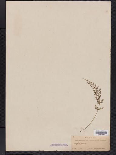 Asplenium