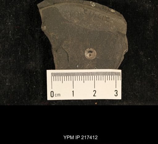Orbiculoidea missouriensis
