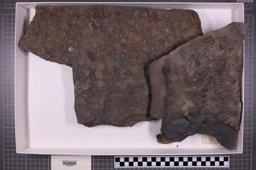 mixed taxa, stratigraphic collection