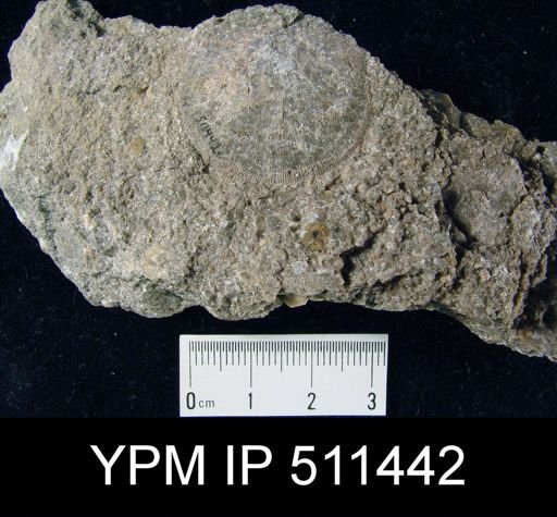Leptostrophia?