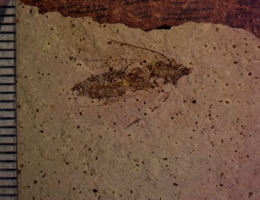 Lepidoptera?