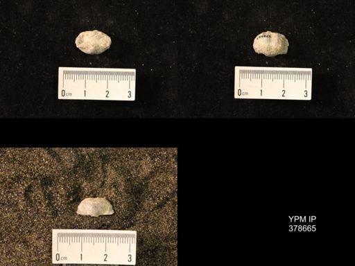 Marginifera wabashensis