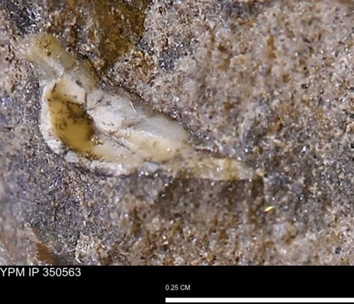 undet. Bivalvia
