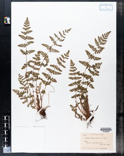 Woodsia obtusa