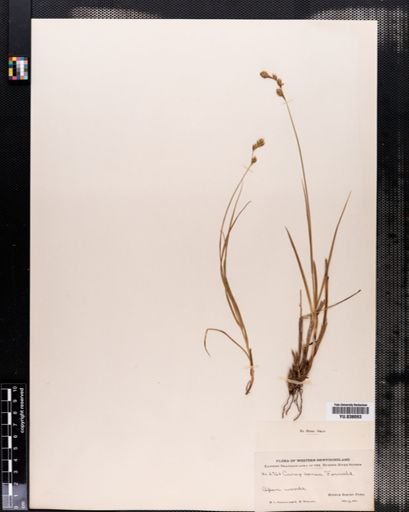 Carex aenea
