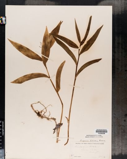 Maianthemum
