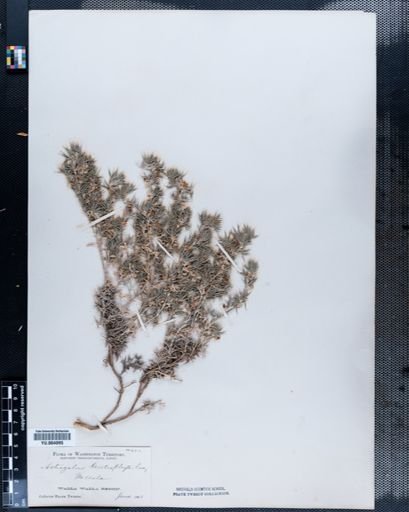 Astragalus