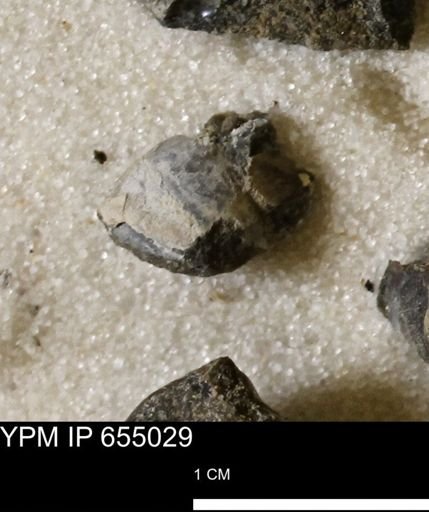 Protocardia