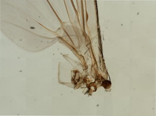 Musca domestica
