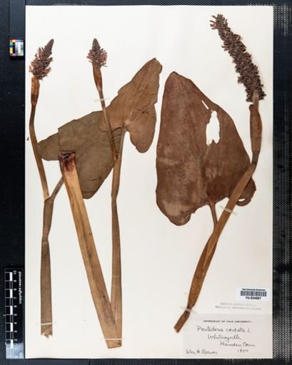 Pontederia cordata