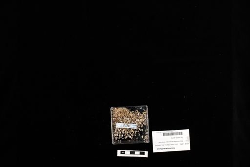 Varanus acanthurus