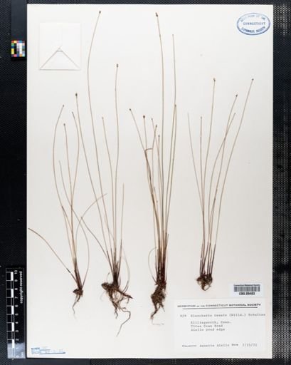 Eleocharis tenuis