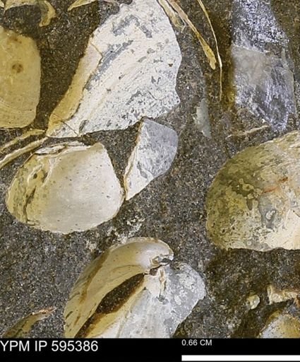 Protocardia sp.