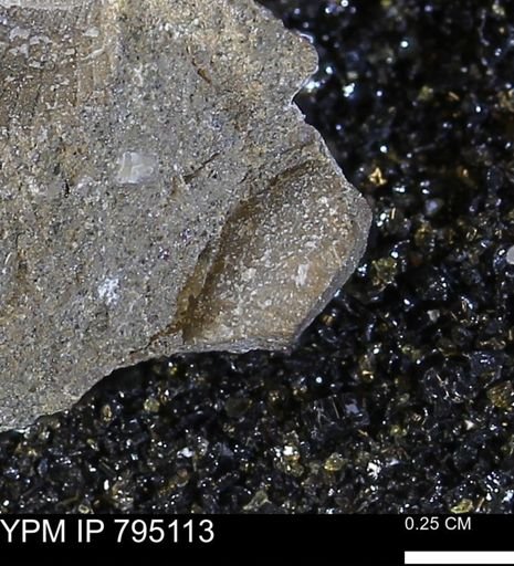 undet. Bivalvia