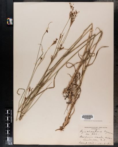 Rhynchospora