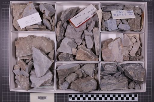 mixed taxa, stratigraphic collection