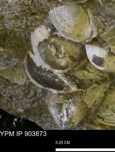 Corbulamella?