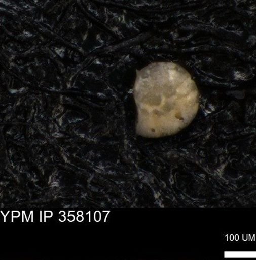 undet. Foraminiferida