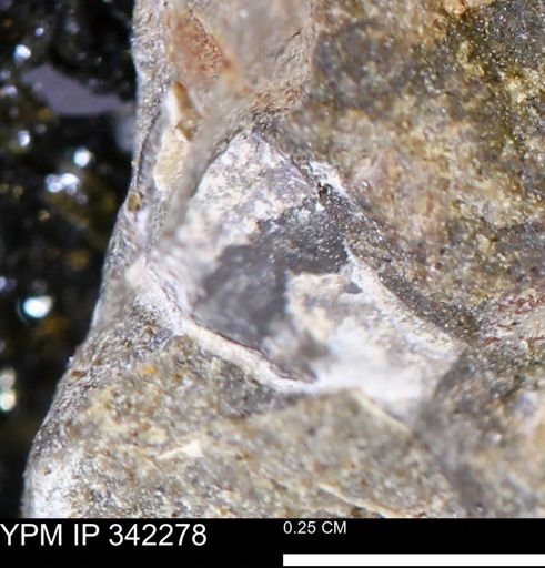 undet. Scaphitidae