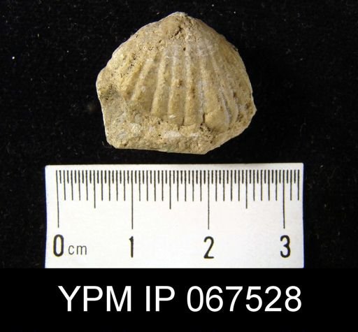 Uncinulus nucleolatus