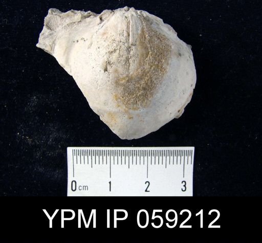 Meristella lata
