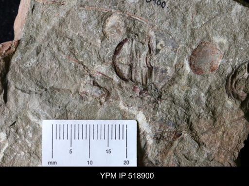 Ampyx sp.